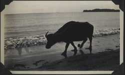 WWII PI buffalo beach 1