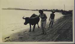 WWII PI buffalo beach 2