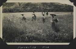 WWII PI harvesting rice