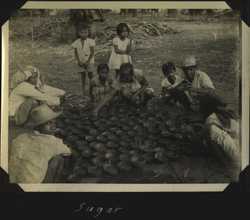 WWII PI sugarcane 5