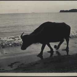 WWII PI buffalo beach 1