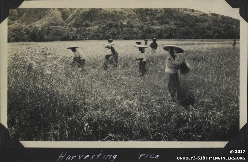 WWII PI harvesting rice