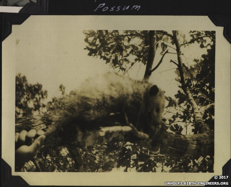 WWII Claiborne possum