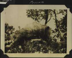 WWII Claiborne possum