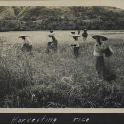 WWII PI harvesting rice