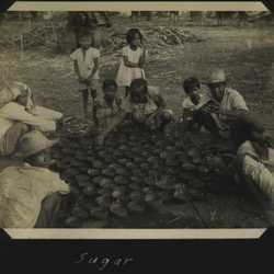 WWII PI sugarcane 5