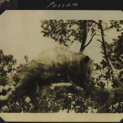 WWII Claiborne possum